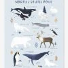 Affiche Animaux Pôle Nord/Sud Living Earth LILIPINSO Bleu Glacier - Lilipinso